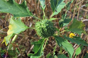 datura stramonium (1200 x 800).jpg_product